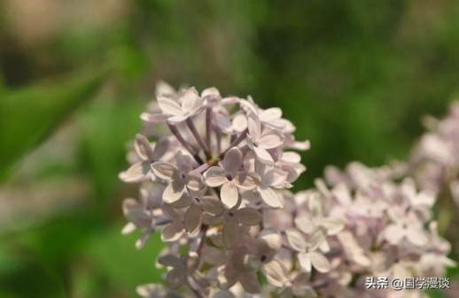 丁香花