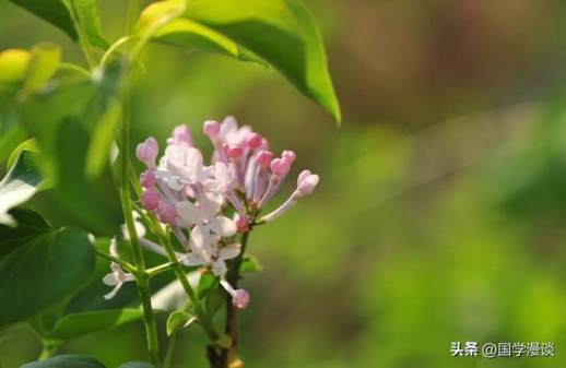 丁香花