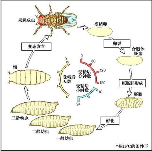 黑腹果蝇繁殖方式图