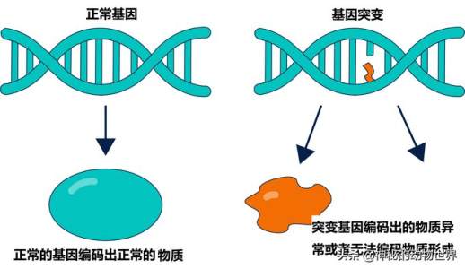 大熊猫为什么喜欢吃竹子