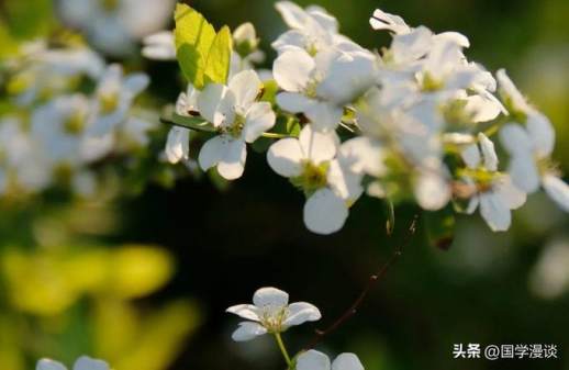 春天什么花开