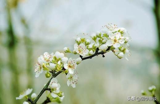 春天什么花开