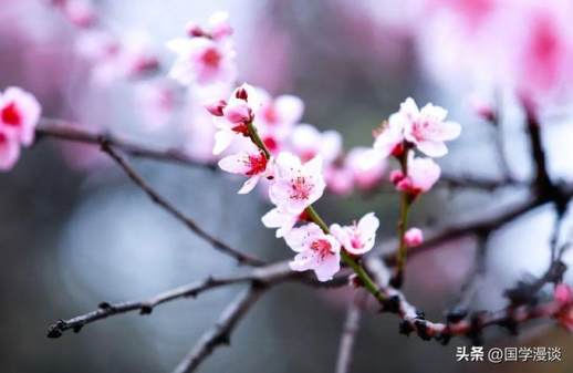 春天什么花开