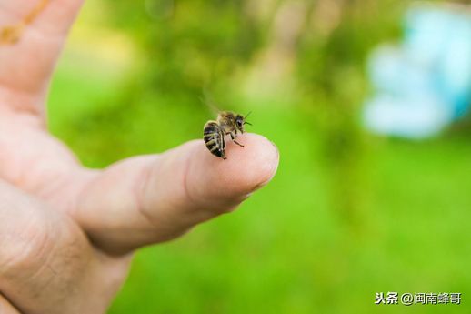 一只蜜蜂几条腿(蜜蜂有几只脚图片)