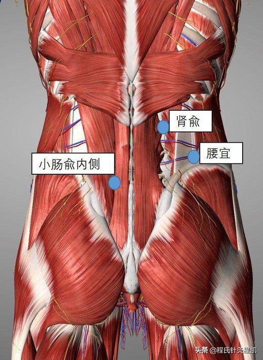 腰骶部肌肉示意