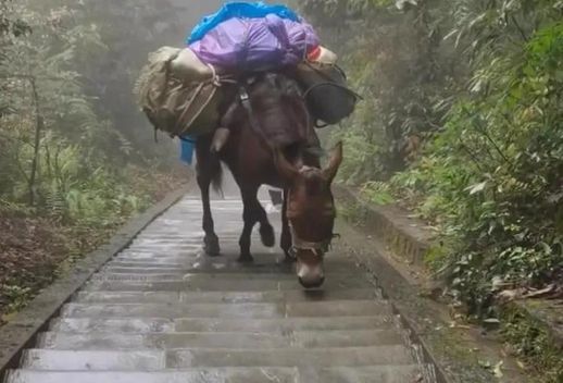 与人方便的动物(喜欢帮助别人的动物)