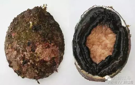 Black lip abalone