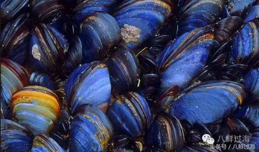 Blue mussel