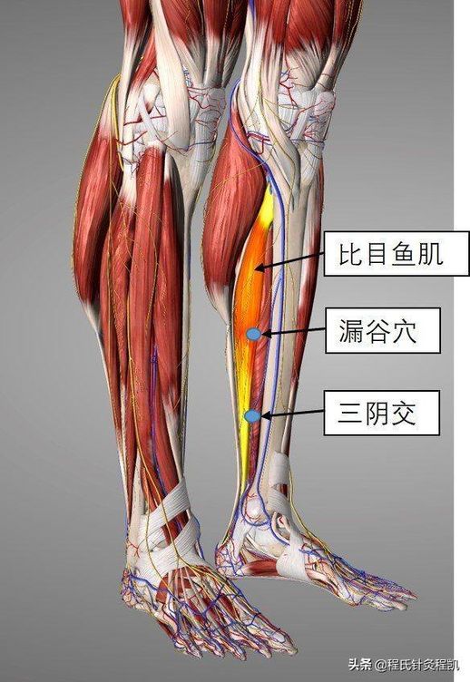 小腿内侧穴位示意