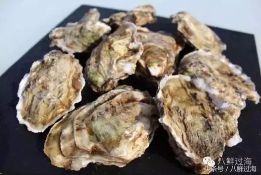 Pacific oysters