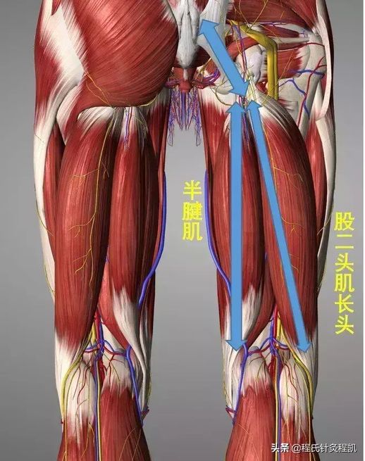 大腿背侧肌肉示意