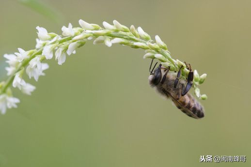 一只蜜蜂几条腿(蜜蜂有几只脚图片)