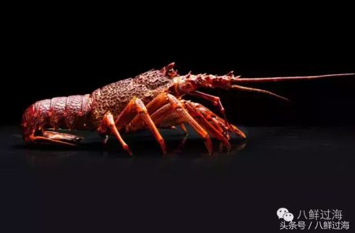 Southern Rock Lobster