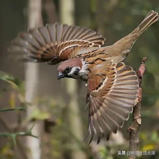 小鸟飞进家里什么风水 小鸟飞进家里来意味着什么