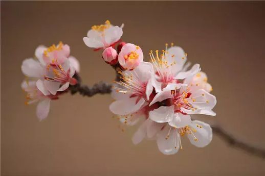 关于杏花的诗 杏花古诗十首