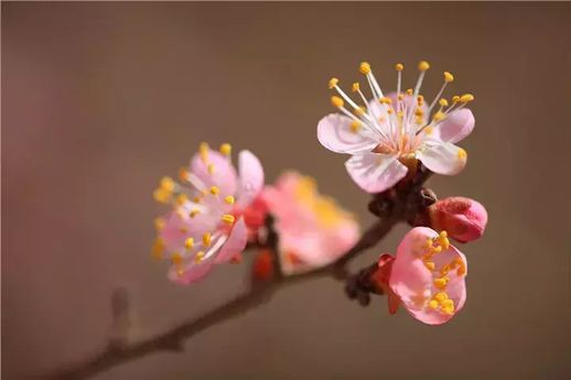 关于杏花的诗 杏花古诗十首