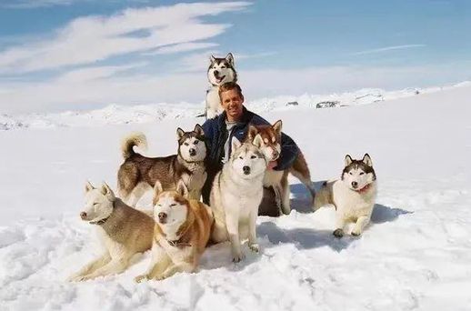 关于犬的电影 十部神犬电影大全